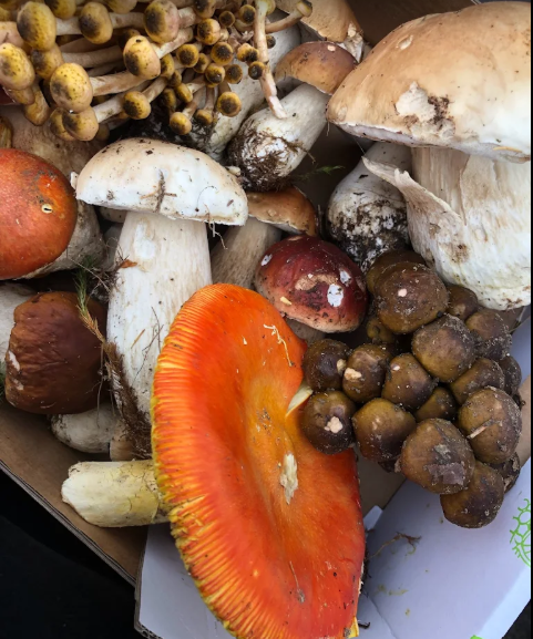 DIVIN GARDEN CIUPERCI